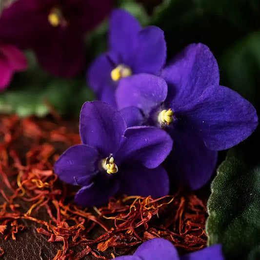 Black Violet + Saffron